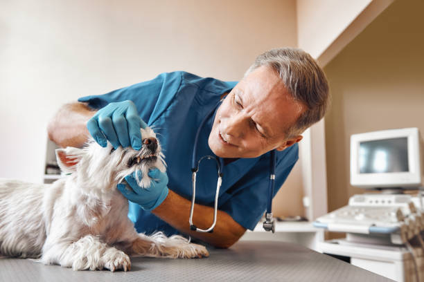 Best Emergency Treatment for Oral Infections in Pottsville, PA